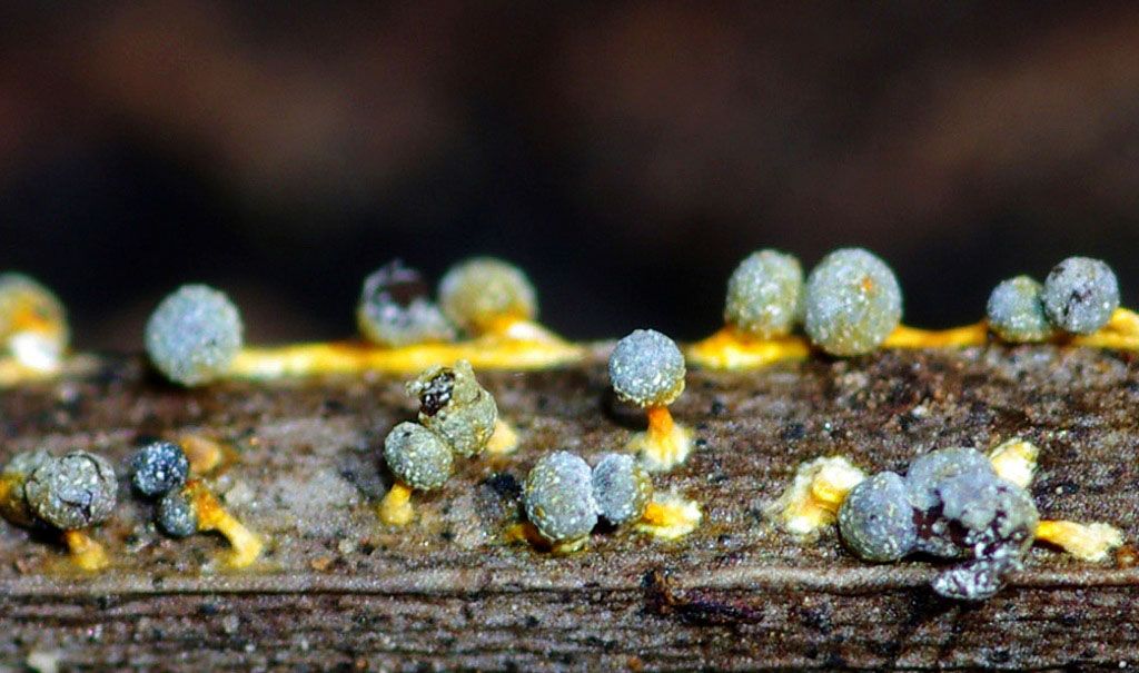 Badhamia or Physarum?